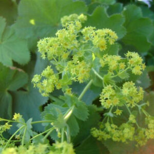 Alchemilla mollis   Vrouwenmantel