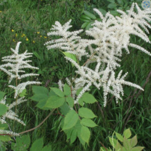Aruncus dioicus  Geitebaard