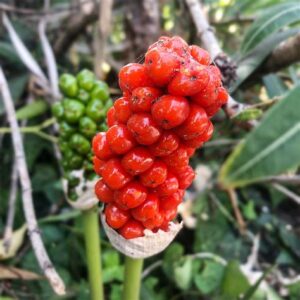 Arum italicum  Aronskelk