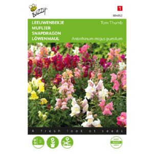 Antirrhinum, Leeuwenbekje Tom Thumb gemengd