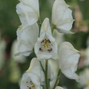 Aconitum Album
