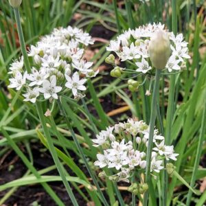 Allium Cliffs of dover