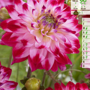 DECORATIEF DAHLIA SENIORS DREAM