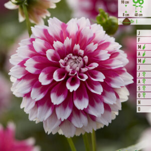 DAHLIA FUZZY WUZZY A
