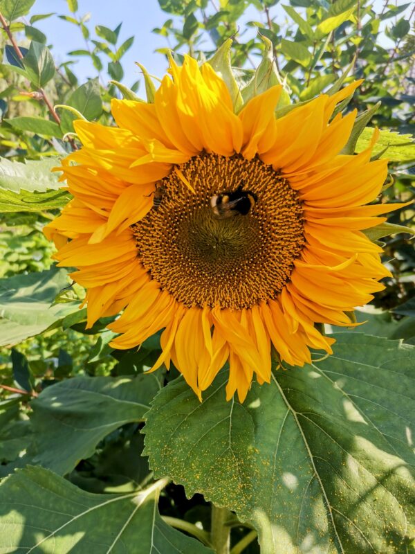 5 Zaadbommen in zakje: Zonnebloemenmix
